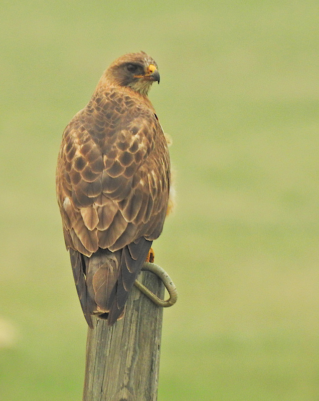 Swainson's Hawk