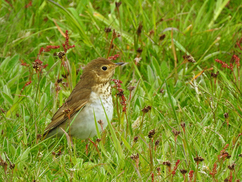 Swainson's Thrush