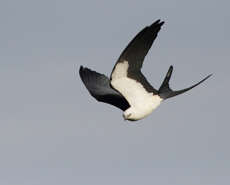 Swallow-tailed Kite