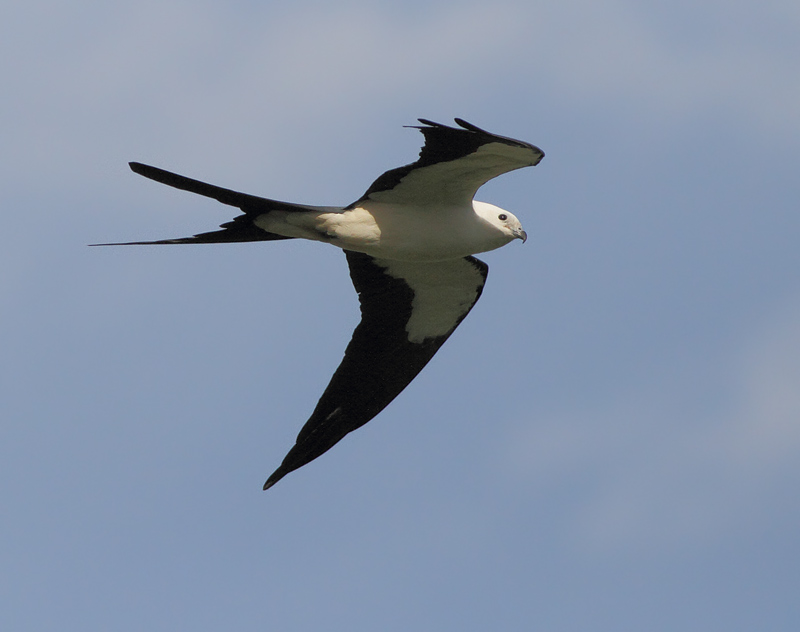 Swallow-tailed Kite