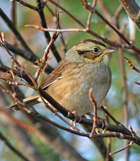 Swamp Sparrow
