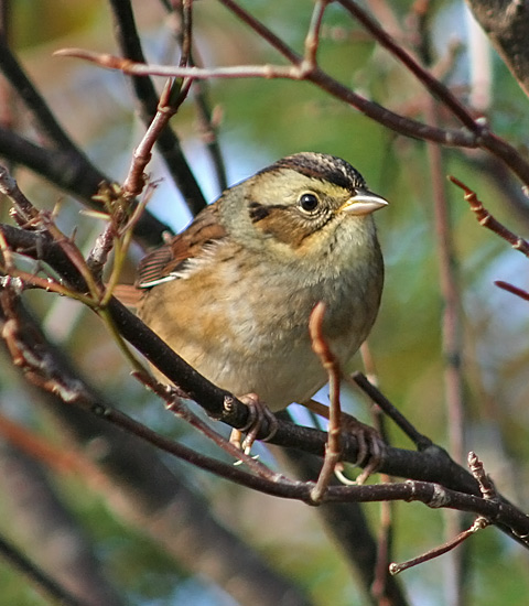 Swamp Sparrow