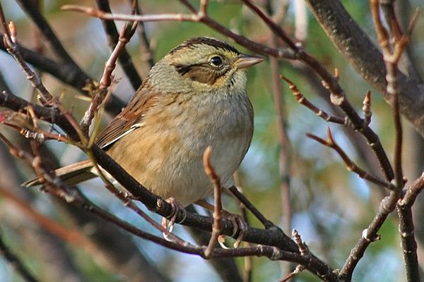 Swamp Sparrow