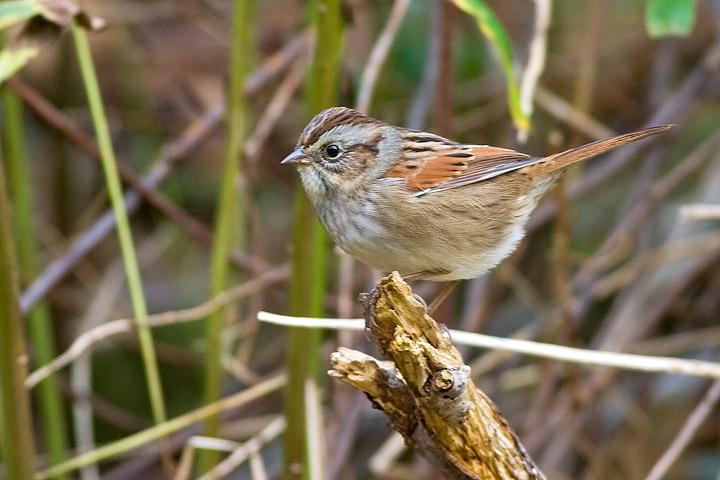 Swamp Sparrow