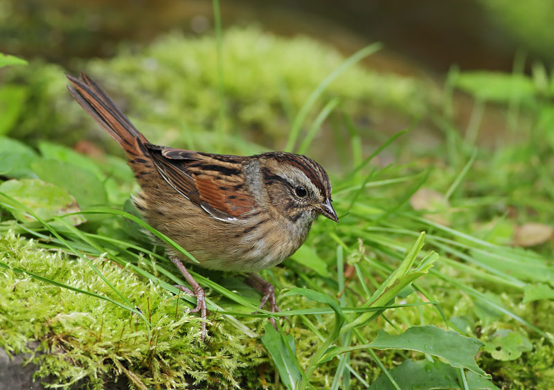 Swamp Sparrow