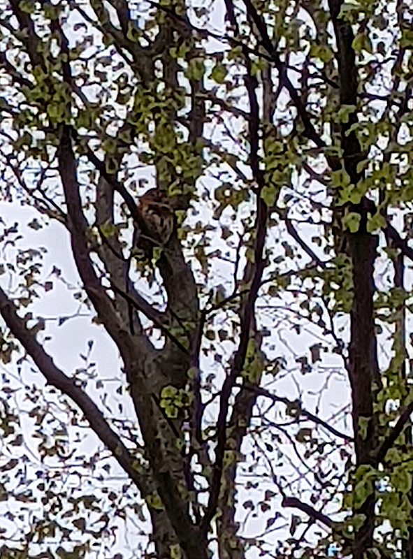 Tawny Owl