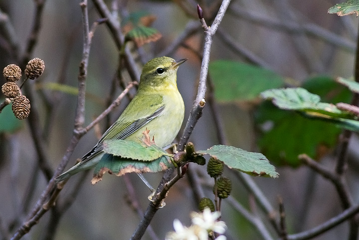 Tennessee Warbler
