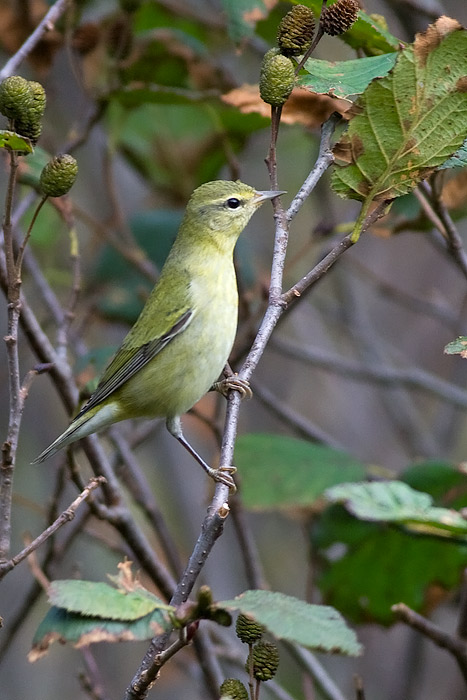 Tennessee Warbler