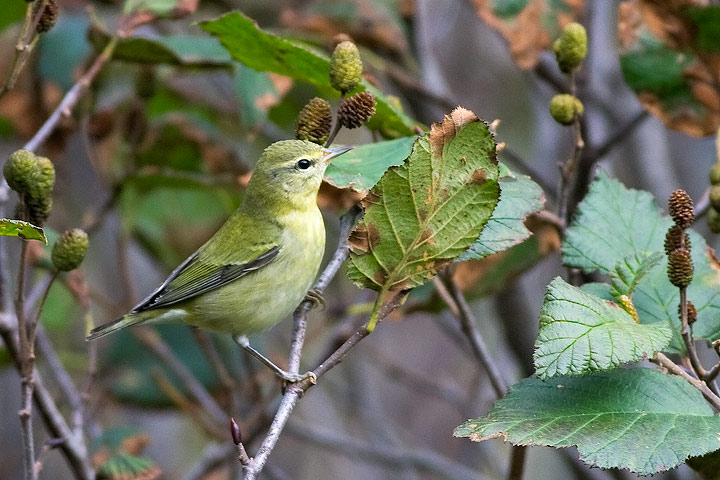 Tennessee Warbler