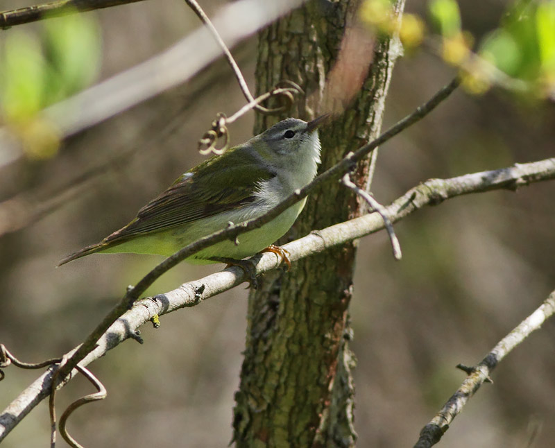 Tennessee Warbler