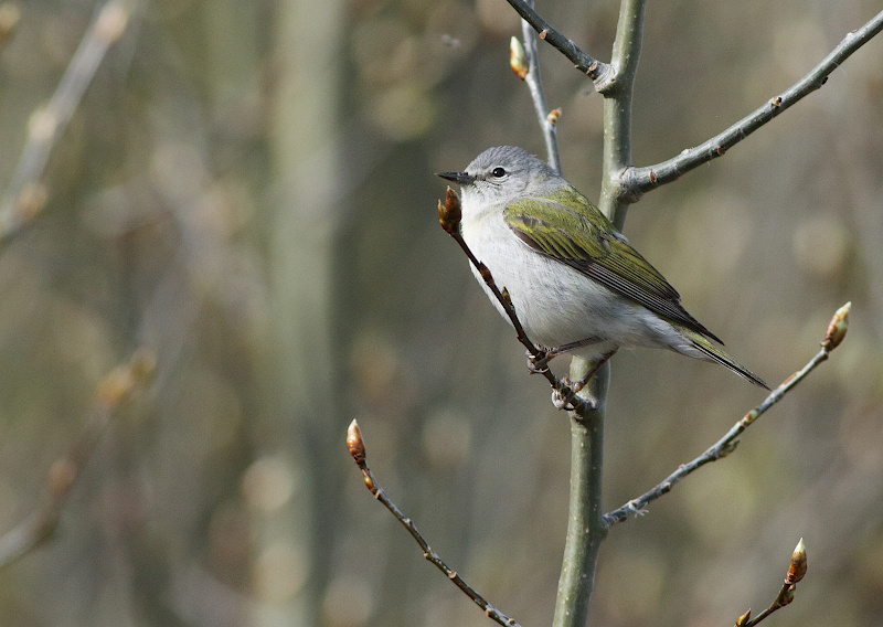 Tennessee Warbler