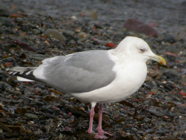 Thayer's Gull