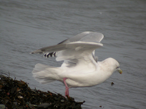Thayer's Gull