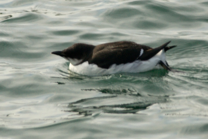 Thick-billed Murre