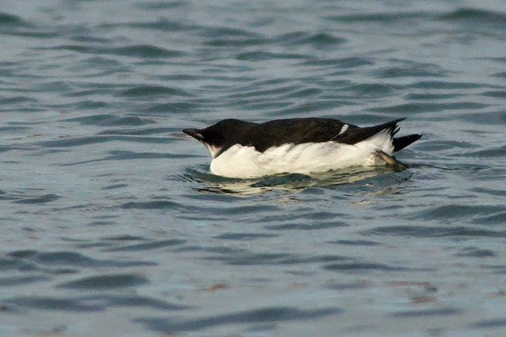 Thick-billed Murre