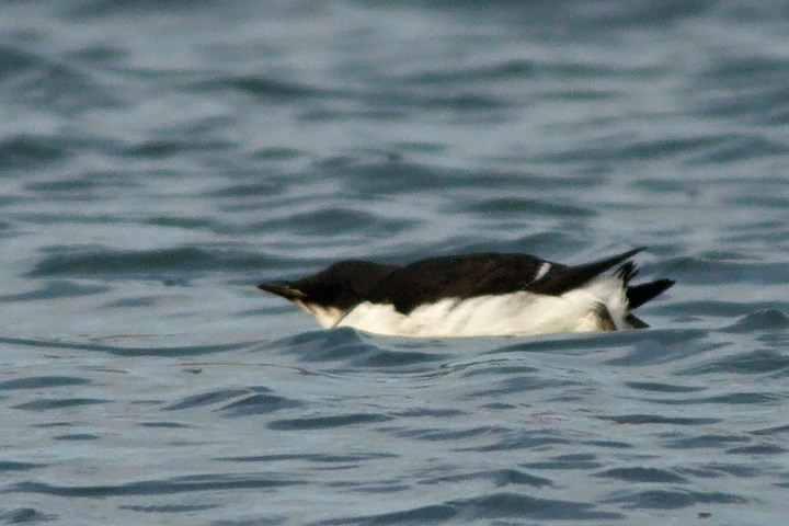 Thick-billed Murre