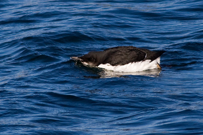 Thick-billed Murre