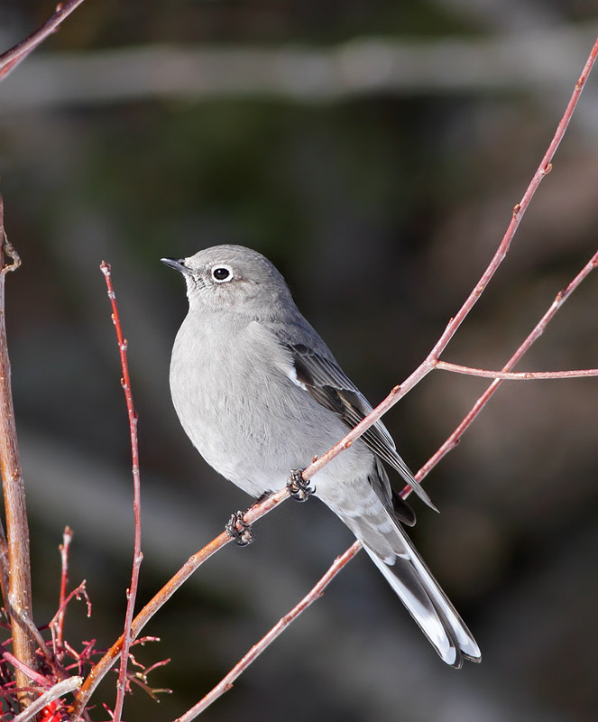 Townsend's Solitaire