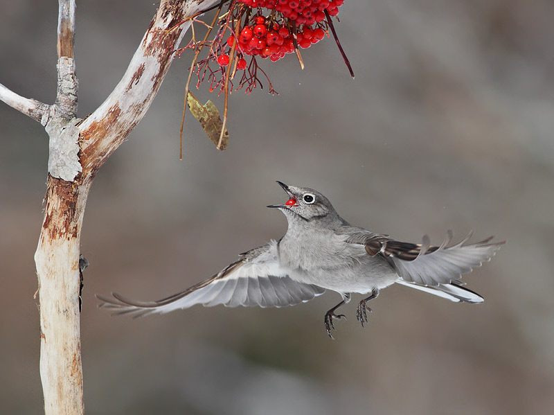 Townsend's Solitaire