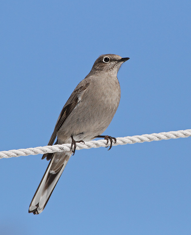 Townsend's Solitaire