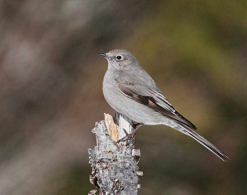 Townsend's Solitaire
