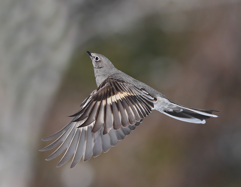 Townsend's Solitaire