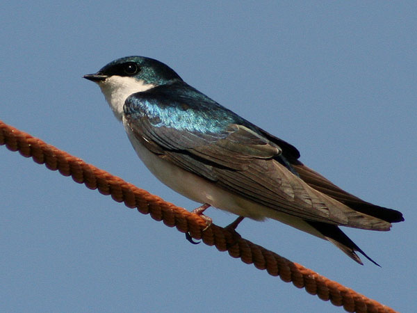 Tree Swallow