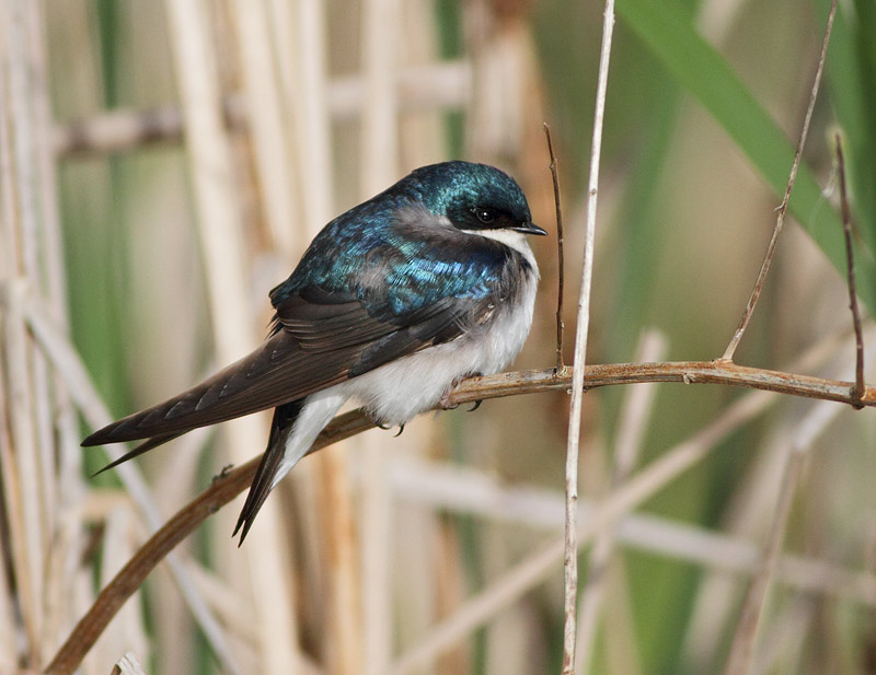 Tree Swallow