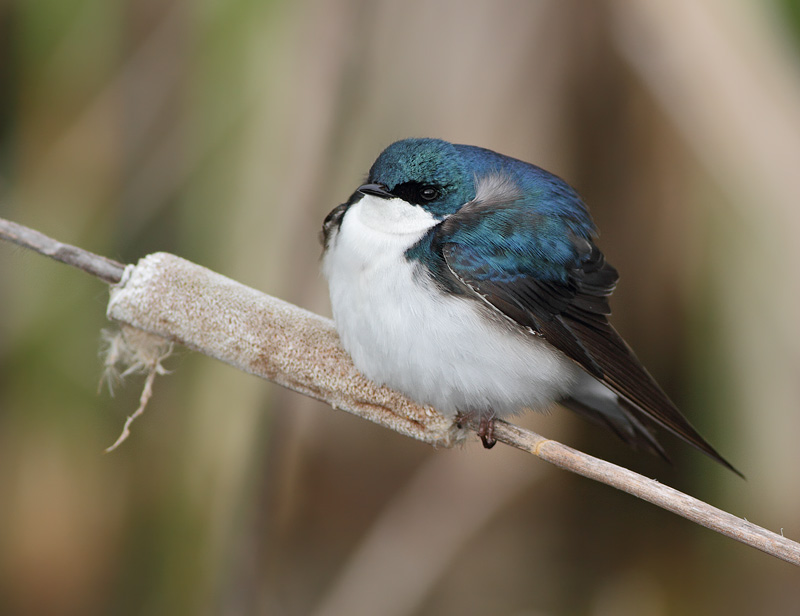 Tree Swallow
