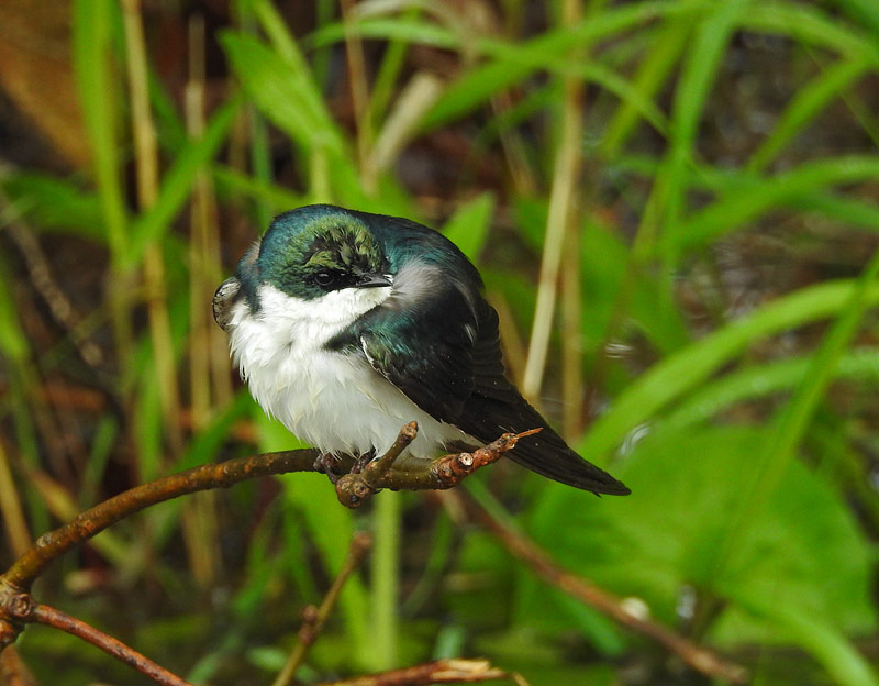Tree Swallow