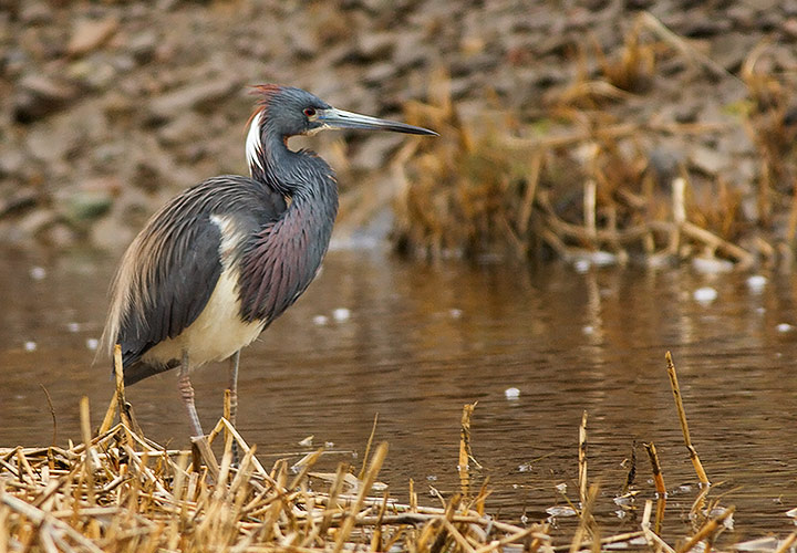 Tricolored Heron