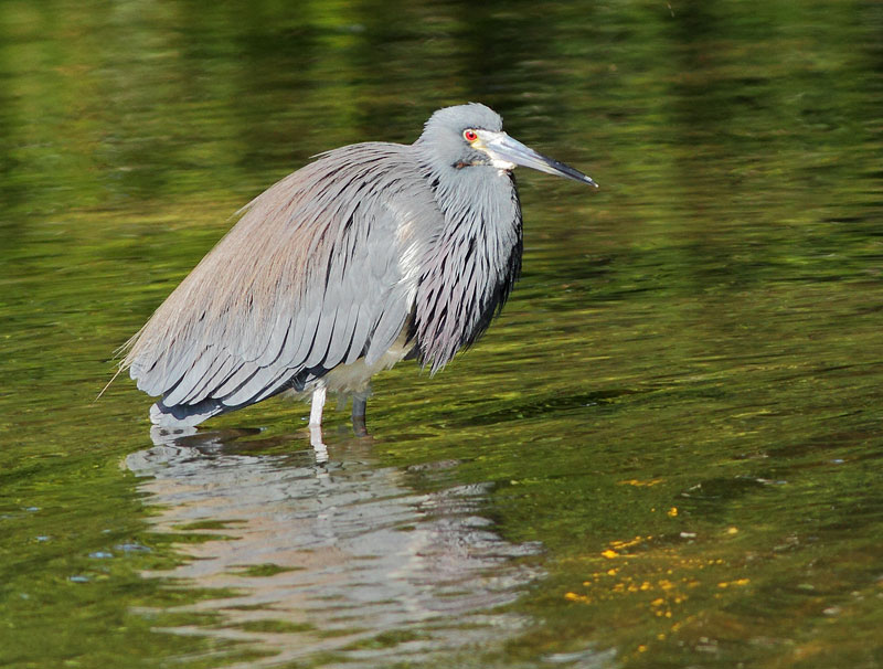 Tri-colored Heron