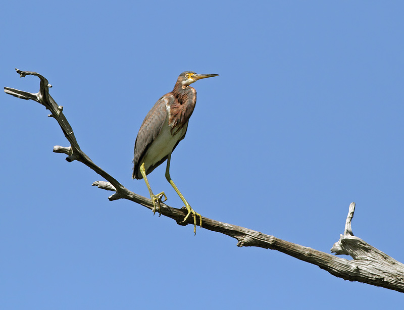 Tri-colored Heron