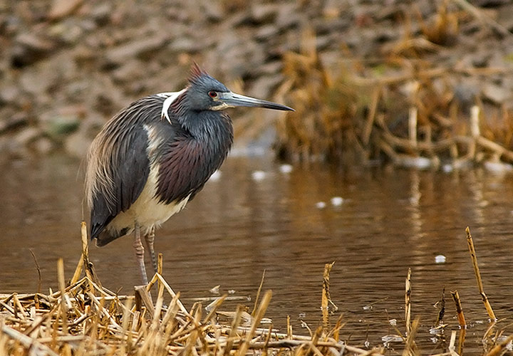 Tricolored Heron