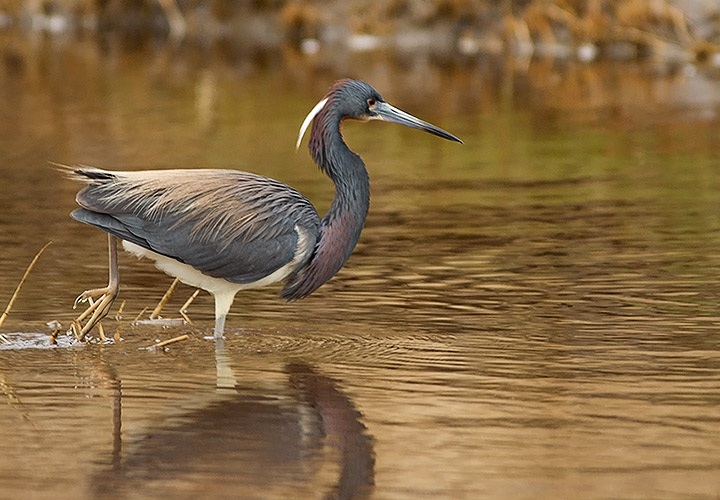 Tricolored Heron