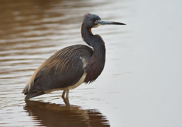 Tricolored Heron