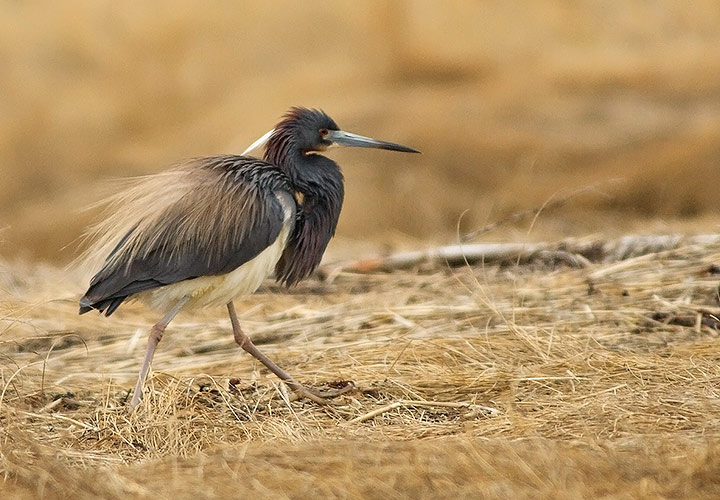 Tricolored Heron