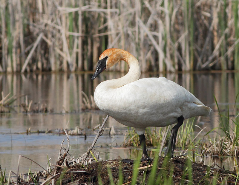 Trumpeter Swan