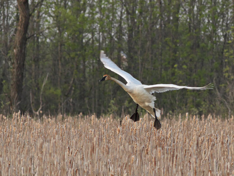 Trumpeter Swan