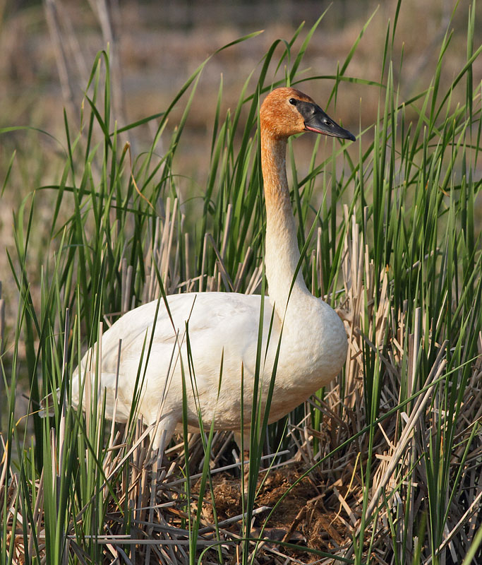 Trumpeter Swan