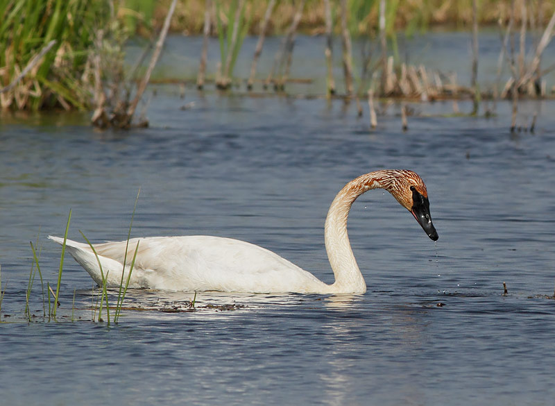 Trumpeter Swan