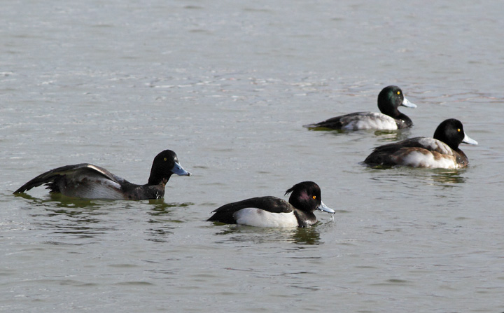 Tufted Duck