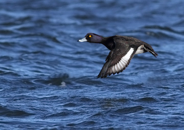 Tufted Duck