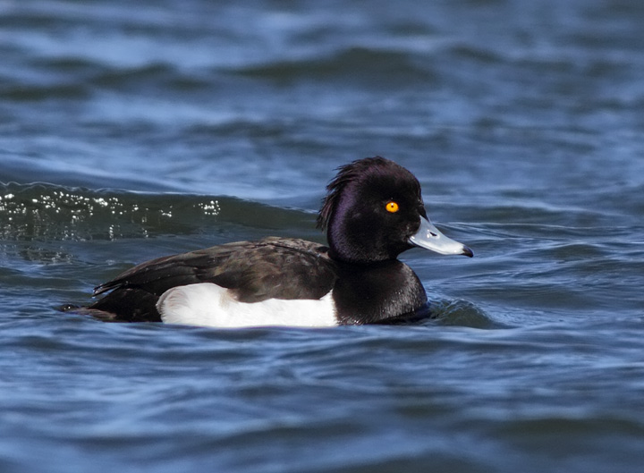 Tufted Duck