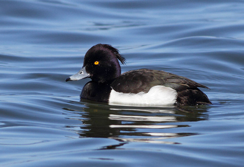 Tufted Duck