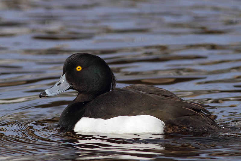 Tufted Duck
