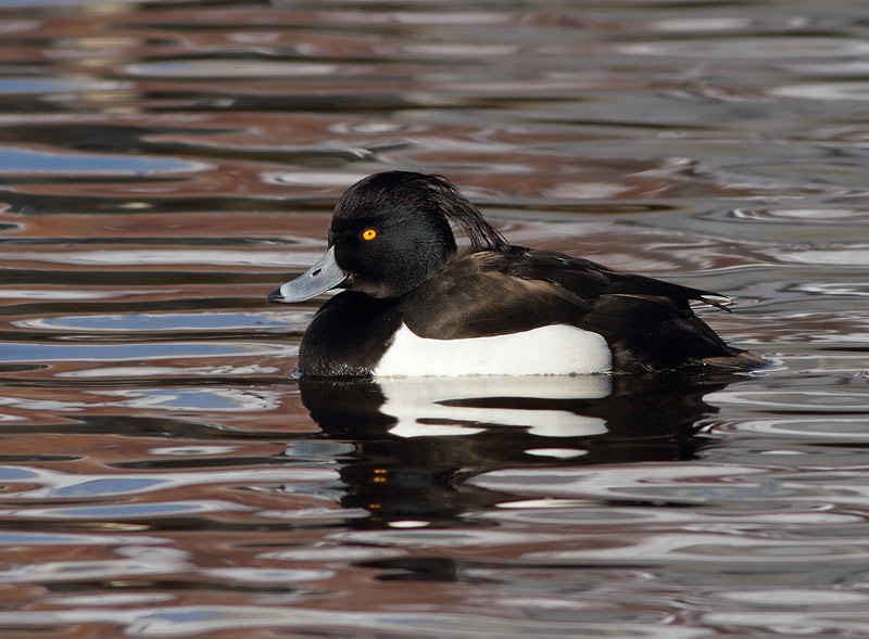 Tufted Duck