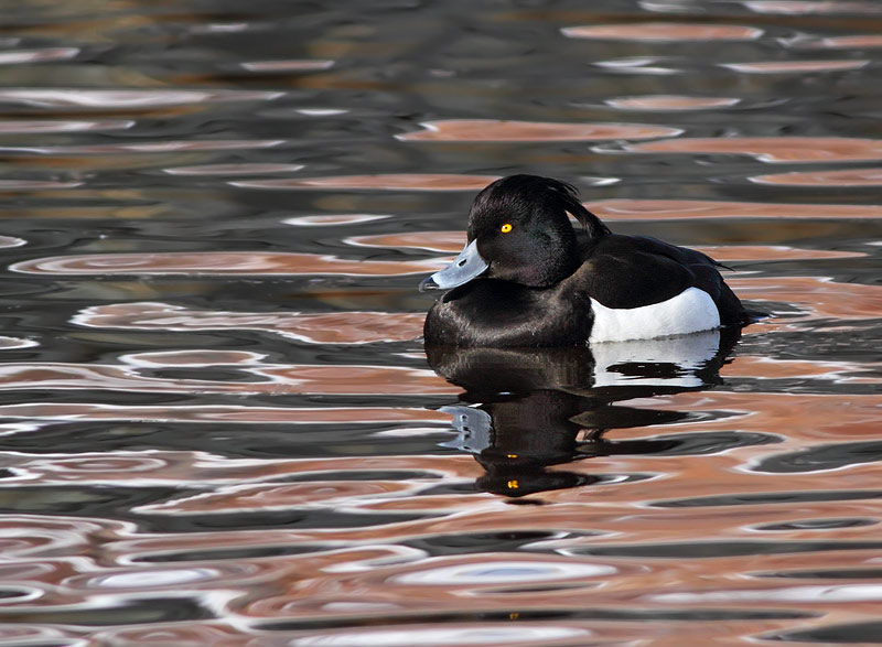 Tufted Duck