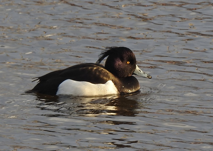 Tufted Duck