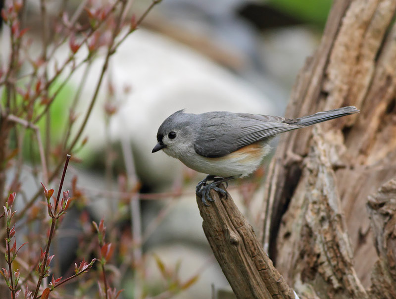 Tufted Titmouse